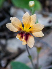 Goodenia trinervis