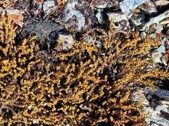 Lepidothamnus laxifolius