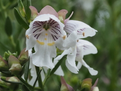 Prostanthera striatiflora