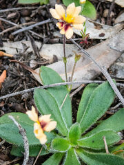 Goodenia trinervis