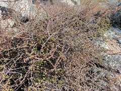 Coprosma brunnea