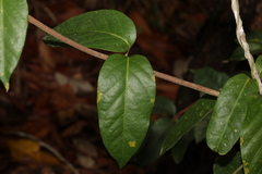 Parsonsia