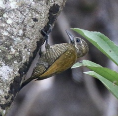 Dryobates passerinus