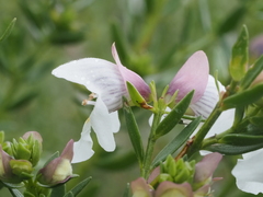 Prostanthera striatiflora