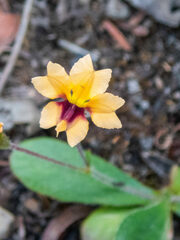 Goodenia trinervis
