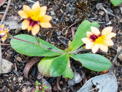 Goodenia trinervis