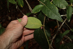 Parsonsia