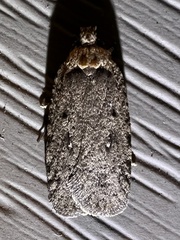 Agonopterix clemensella