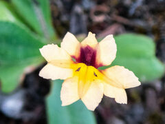 Goodenia trinervis