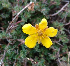 Dasiphora phyllocalyx