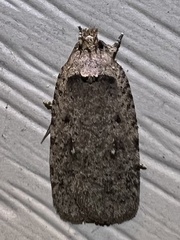 Agonopterix clemensella