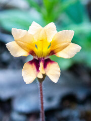 Goodenia trinervis