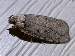 Agonopterix clemensella