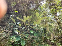 Brachyglottis buchananii