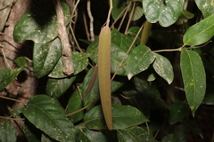 Parsonsia