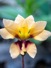 Goodenia trinervis