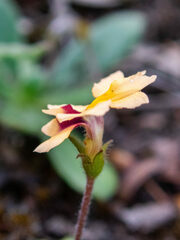 Goodenia trinervis