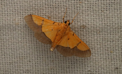 Endocrossis flavibasalis