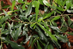 Alyxia spicata