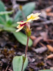 Goodenia trinervis