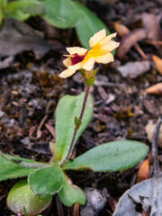 Goodenia trinervis