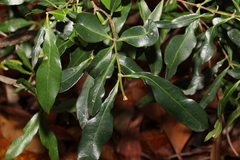 Alyxia spicata