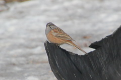 Emberiza godlewskii