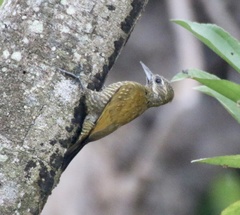 Dryobates passerinus