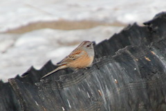 Emberiza godlewskii