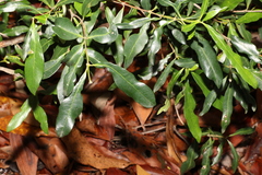 Alyxia spicata