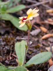 Goodenia trinervis