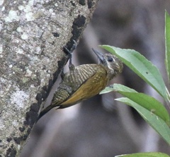 Dryobates passerinus