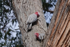 Eolophus roseicapilla albiceps