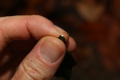 Alyxia spicata