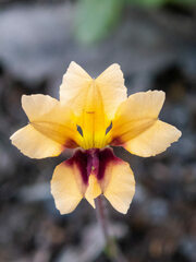 Goodenia trinervis