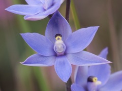 Thelymitra graminea