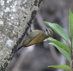 Dryobates passerinus