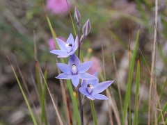 Thelymitra graminea