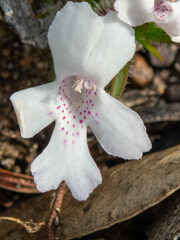 Hemiandra pungens