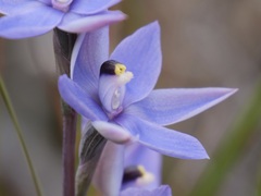 Thelymitra graminea