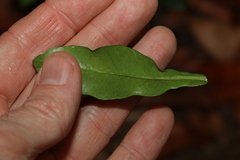 Alyxia spicata