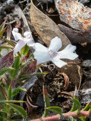 Hemiandra pungens