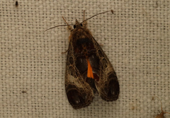 Sarbanissa catacoloides