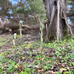 Pterostylis striata