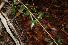 Alyxia spicata