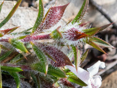 Hemiandra pungens