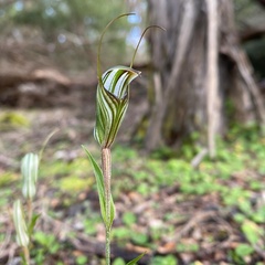 Pterostylis striata