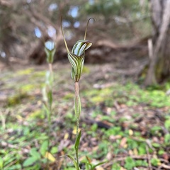 Pterostylis striata