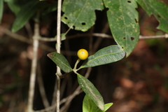 Alyxia spicata