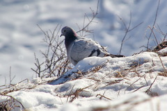 Columba rupestris